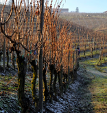 Emilio Vada Ansii Barbera d'Asti Superiore DOCG 2022