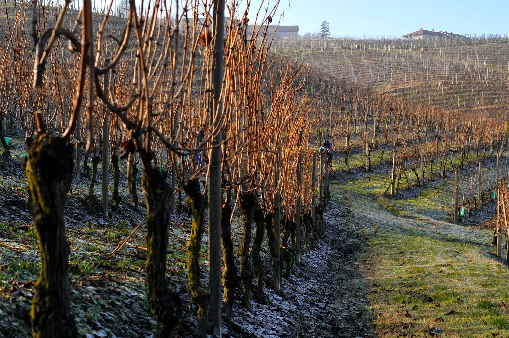 Emilio Vada Ansii Barbera d'Asti Superiore DOCG 2022