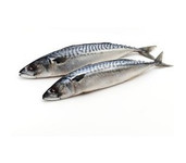 pre-baits dood aas makreel pre-baits dood aas makreel