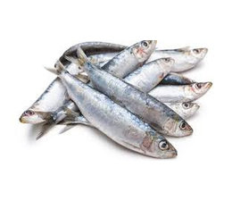 pre-baits dood aas sardine
