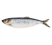 pre-baits dood aas haring pre-baits dood aas haring