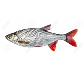 pre-baits dood aas voorn pre-baits dood aas voorn