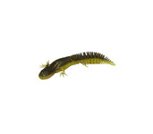 savage gear ned salamander savage gear ned salamander