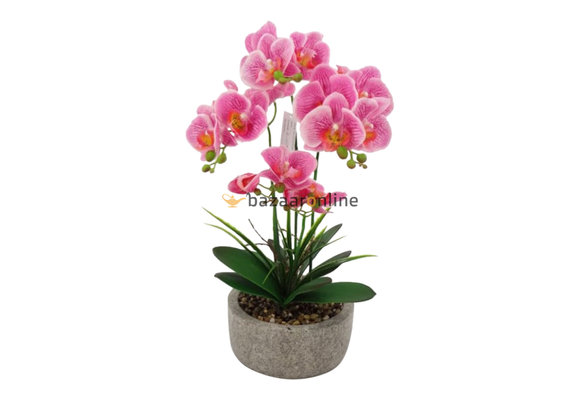 Pot - Orchidee - Roze - Cambria