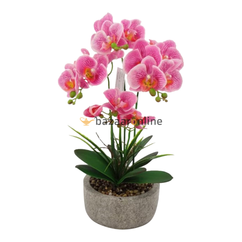 Pot - Orchidee - Roze - Cambria