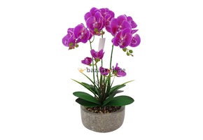 Pot - Orchidee - Paars - Cambria