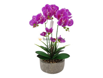 Pot - Orchidee - Paars - Cambria