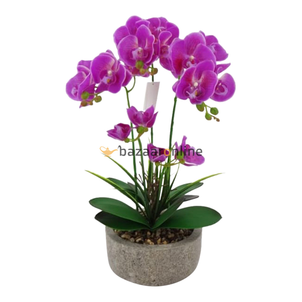Pot - Orchidee - Paars - Cambria