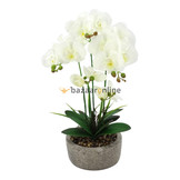 Pot - Orchidee - Wit - Cambria