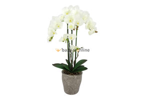 Pot - Orchidee - Wit - Milto
