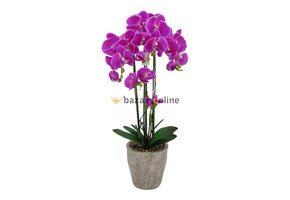 Pot - Orchidee - Paars - Milto