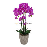 Pot - Orchidee - Paars - Milto
