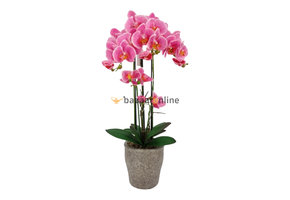 Pot - Orchidee - Roze - Milto