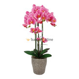 Pot - Orchidee - Roze - Milto