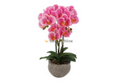 Pot - Orchidee - Roze - Vanda