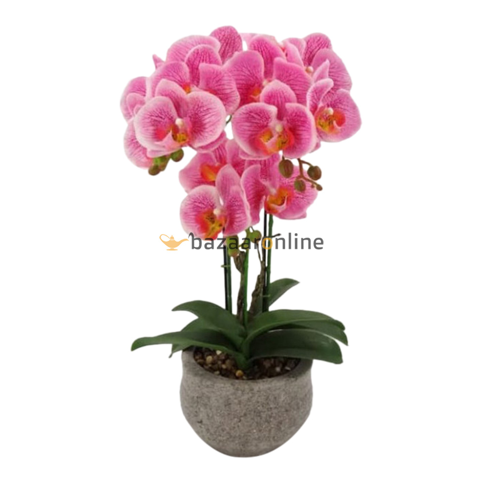 Pot - Orchidee - Roze - Vanda