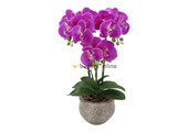 Pot - Orchidee - Paars - Vanda