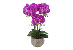 Pot - Orchidee - Paars - Vanda