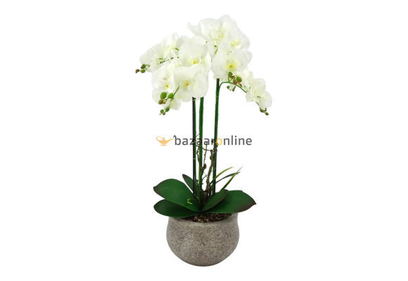 interval metgezel Rechthoek Pot met Orchidee - Bazaaronline