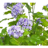 Kunsthortensia Boom 140 cm - Paars
