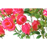 Kunstrozenboom 140 cm - Donkerroze