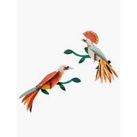 3D Wall Decoration Paradise Bird Obi