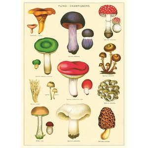 Cavallini & Co Vintage Schoolposter Mushrooms