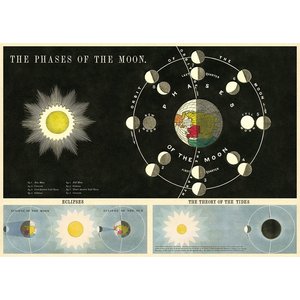 Cavallini & Co Vintage School Poster Phases of the Moon