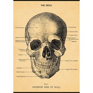 Cavallini & Co Schule Poster The Skull