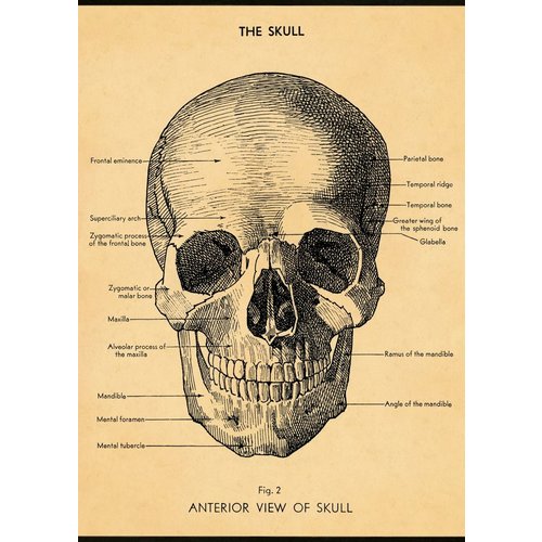 Cavallini & Co Vintage Schoolposter The Skull