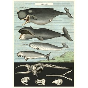 Cavallini & Co Vintage School Poster Whales Chart