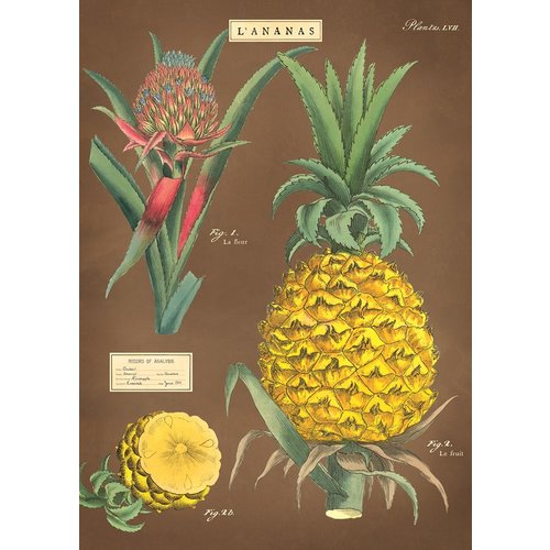 Cavallini & Co  Vintage Schoolposter Pineapple