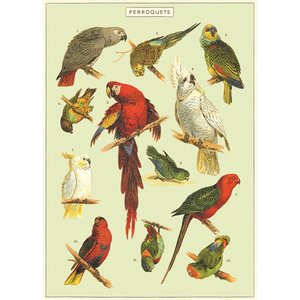 Cavallini & Co Vintage School Poster Parrots