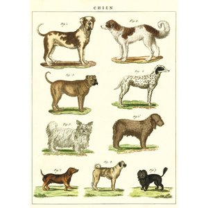 Cavallini & Co Schule Poster Dogs Chart