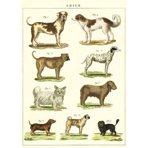 Cavallini & Co Vintage School Poster Dogs Chart