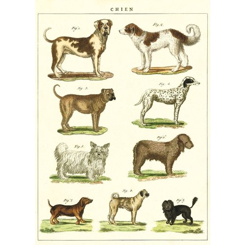 Cavallini & Co Vintage School Poster Dogs Chart
