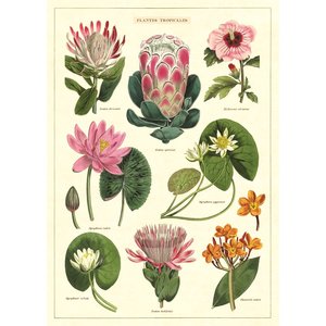 Cavallini & Co Schule Poster Tropical Plants