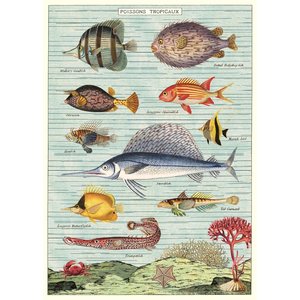 Cavallini & Co Schule Poster Tropical Fish