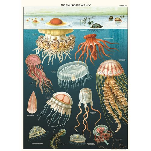 Cavallini & Co Vintage Schoolposter Jelly Fish Cavallini & Co Vintage Schoolposter Jelly Fish