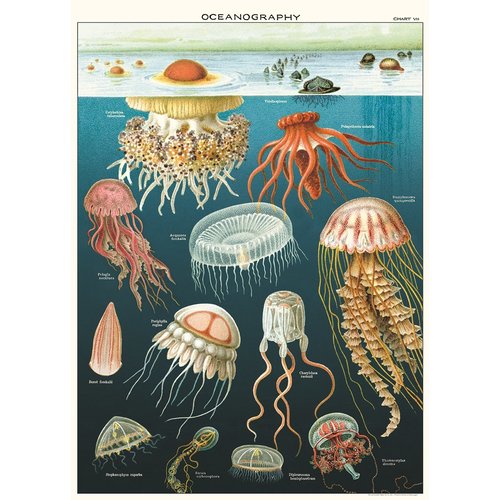 Cavallini & Co  Vintage Schoolposter Jelly Fish