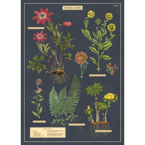 Cavallini & Co Schule Poster Herbarium