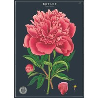 Vintage School Poster Botany Study