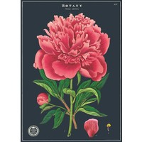 Vintage Schoolposter Botany Study