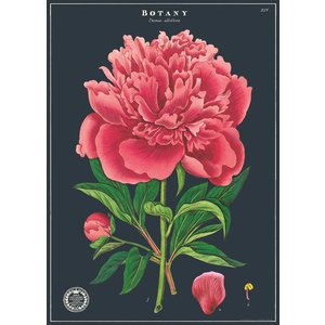 Cavallini & Co Schule Poster Botany Study