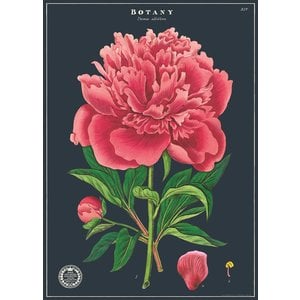 Cavallini & Co Vintage Schoolposter Botany Study