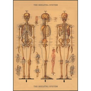 Cavallini & Co Vintage Schule Poster The Skeletal System