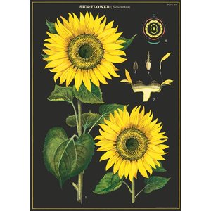 Cavallini & Co Vintage Schoolposter Sun Flower