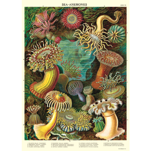 Cavallini & Co Vintage School Poster Sea Anemones