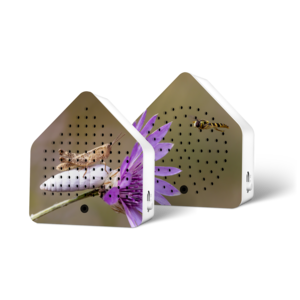 Relaxound  Zirpybox Limited Edition Grasshopper and Bees