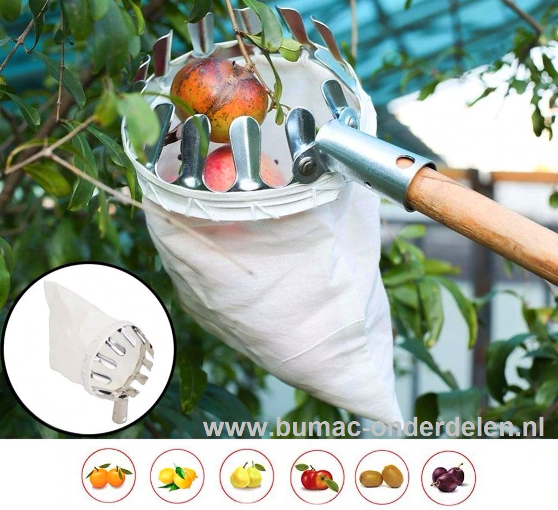 Praktische fruitplukker voor het oogsten op hoogte en zonder ladder - ideaal voor het voorzichtig en effectief verzamelen van noten, appels, peren, kersen, pruimen en vele andere fruitsoorten. Met een sterke linnen zak om sinaasappels, perziken, grotere m